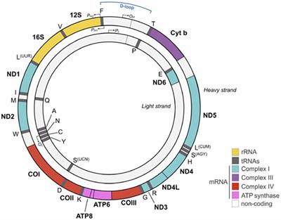 The Mitochondrion as Potential Interface in Early-Life Stress Brain Programming
